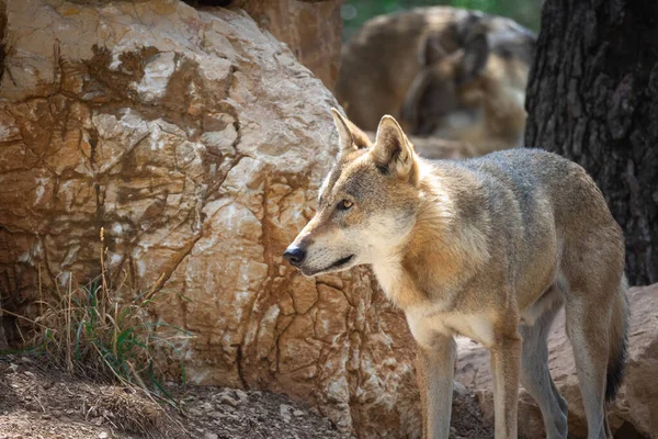 Loup Européen Loup Gris Dans Une Forêt — Photo