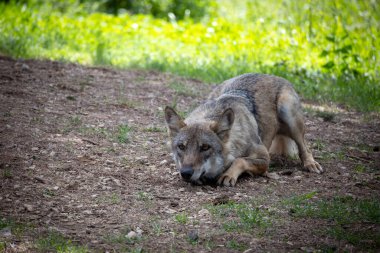 Avrupai kurt veya ormandaki gri kurt