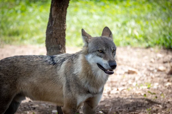 Lobo Europeo Lobo Gris Bosque — Foto de Stock