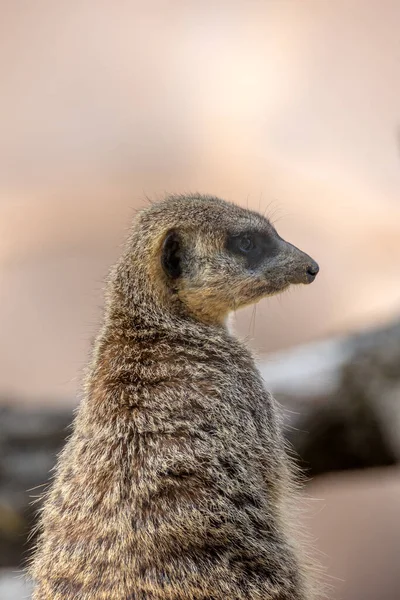 Meerkat Kebun Binatang — Stok Foto