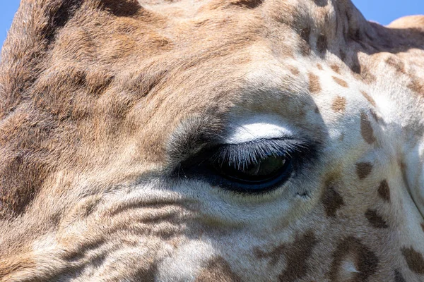紧闭长颈鹿的眼睛 — 图库照片