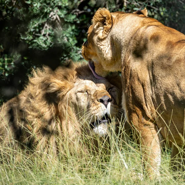 lion and lioness in a moment full of tenderness