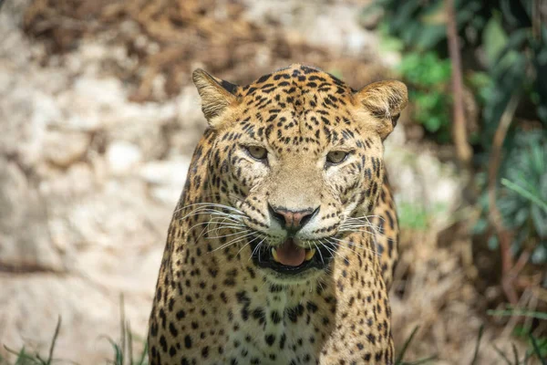 Närbild Porträtt Panter — Stockfoto