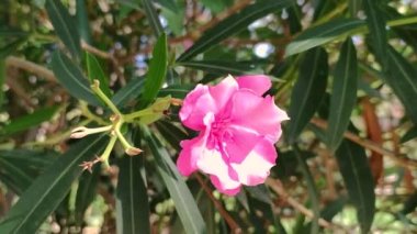 Yakından bir zakkum çiçeği.