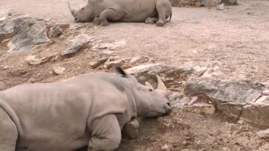 Gergedan yerde yatıyor.