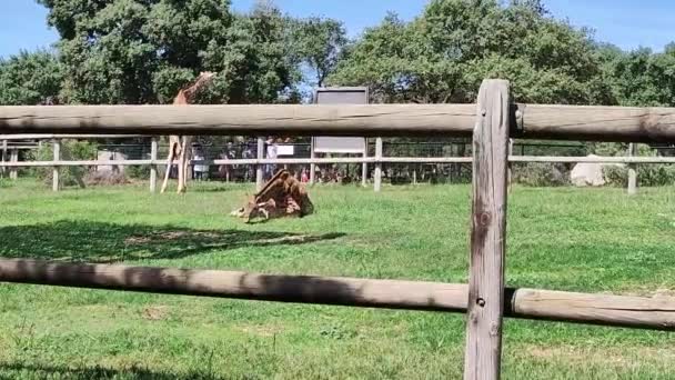 Giraffe Sitzt Ihrem Gehege — Stockvideo
