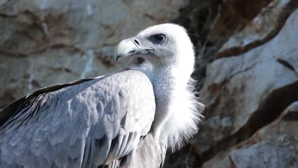 Avvoltoio Grifone Poggiato Una Roccia — Video Stock