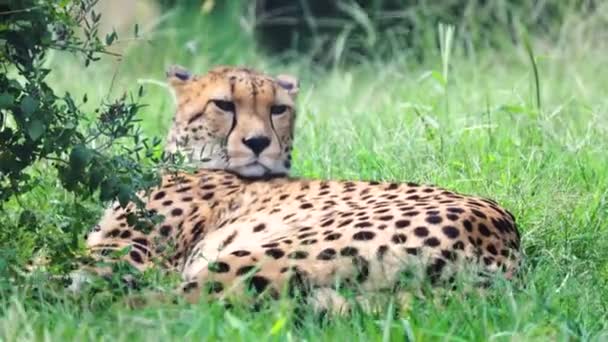 Gepard Liegt Gras — Stockvideo