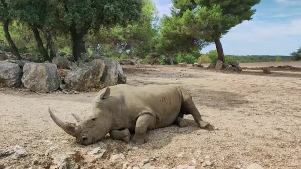 Rhino Lying Ground — Stock Video