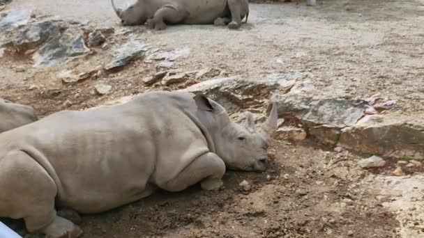 Rhino Tirado Suelo — Vídeos de Stock