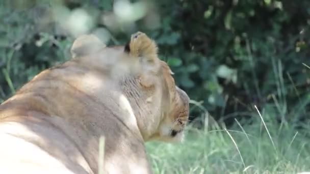 Львица Лежит Траве Зоопарке — стоковое видео