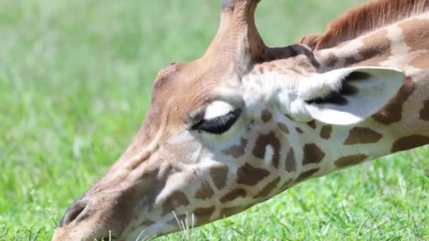 Eine Giraffe Weidet Gras Einem Park — Stockvideo