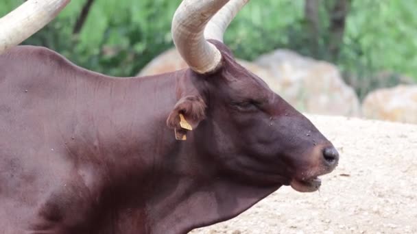 Herde Von Ankole Watusi Liegt Auf Dem Sand — Stockvideo