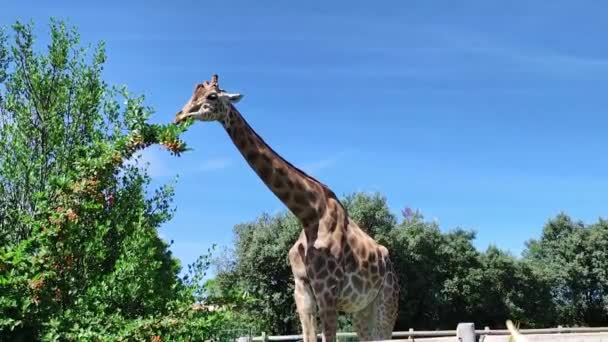 Żyrafa Parku Dla Zwierząt — Wideo stockowe
