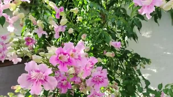 Cascading Flowers Pink Trumpet Vine Podranea Ricasoliana — Stock Video