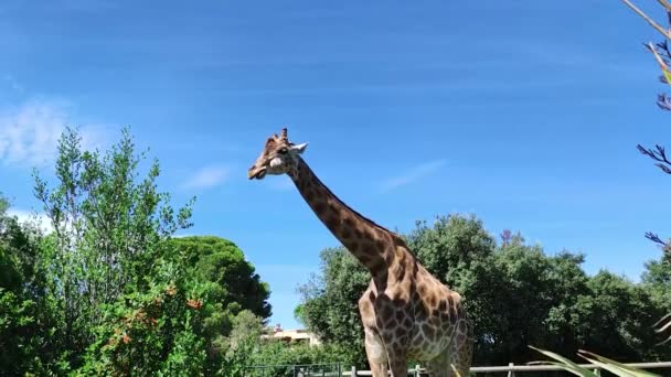 动物公园里的长颈鹿 — 图库视频影像