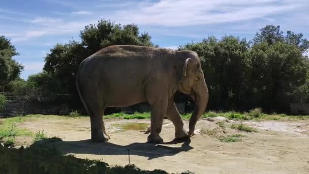 动物公园里的大象 — 图库视频影像