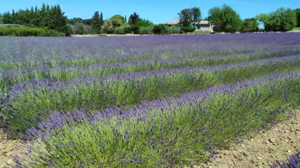 Ladang Lavender Selatan Perancis — Stok Video