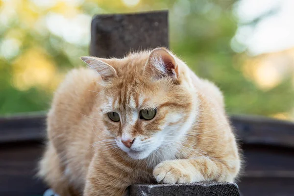 Kızıl Bir Kedinin Portresi Yakından Çekilmiş — Stok fotoğraf
