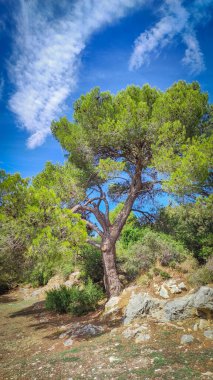 Provence 'deki çam ağacını kapat