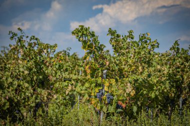 Vaucluse 'daki sarmaşıkları kapatın.