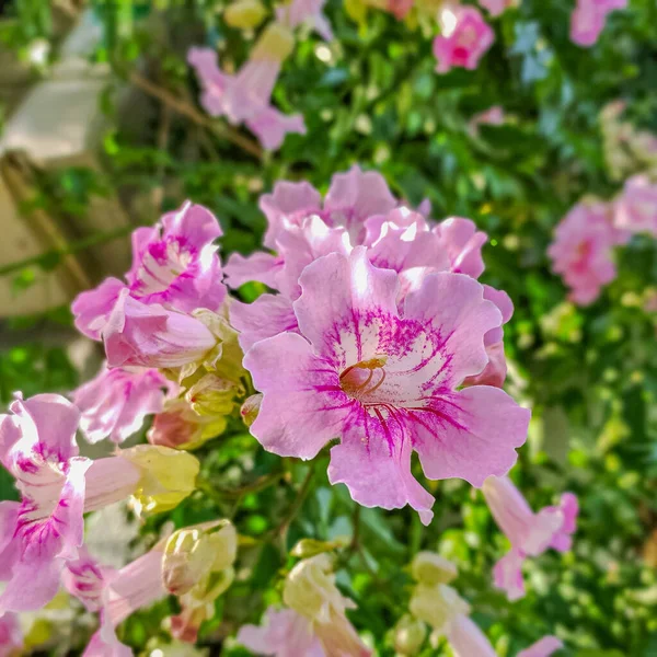 Rózsaszín Trombitaszőlő Kaszkádvirágai Podranea Ricasoliana — Stock Fotó