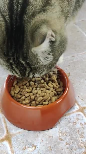 Kočka Kibble Své Misce — Stock video