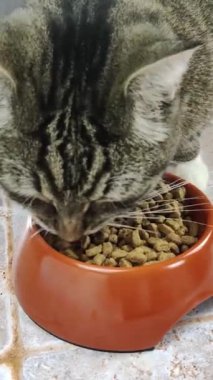 Kedi mamayı kasesinde yiyor.