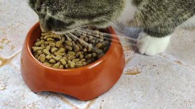 Kedi mamayı kasesinde yiyor.