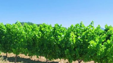 Mavi gökyüzü olan üzüm bağları