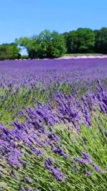 Blommande Lavendelfält Närbild — Stockvideo
