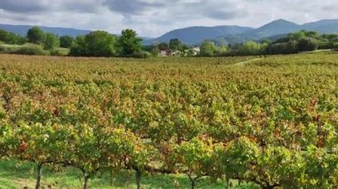 Vaucluse 'deki Vaison-la-Romaine kasabasındaki üzüm bağlarının manzarası