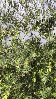 bir zeytin ağacı görmek