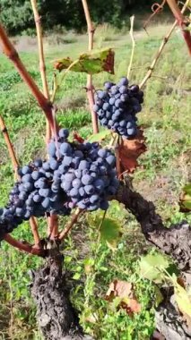 Kırmızı üzümleri kapatın.