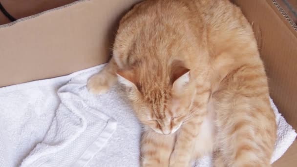 Μια Γάτα Που Περιποιείται Από Κοντά — Αρχείο Βίντεο