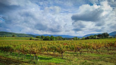 Vaucluse 'deki Vaison-la-Romaine kasabasındaki üzüm bağlarının manzarası