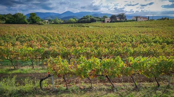 Widok Winnice Miejscowości Vaison Romaine Vaucluse — Zdjęcie stockowe
