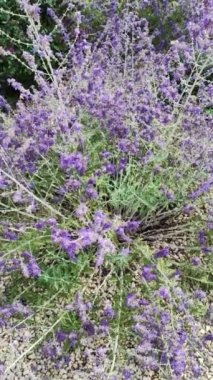 mor çalılık yakın çekim