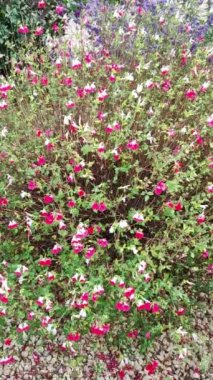 Graham 'ın adaçayı çalısı, yakından.