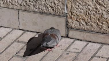 Kaldırımda, yakın plan güvercin.