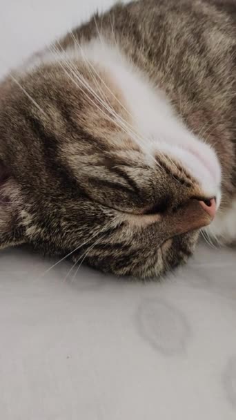Τάμπι Γάτα Κεφάλι Κοντά — Αρχείο Βίντεο