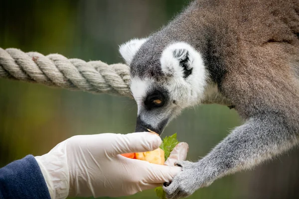 Utfodring Lemur Cattas Lemurer Närbild — Stockfoto
