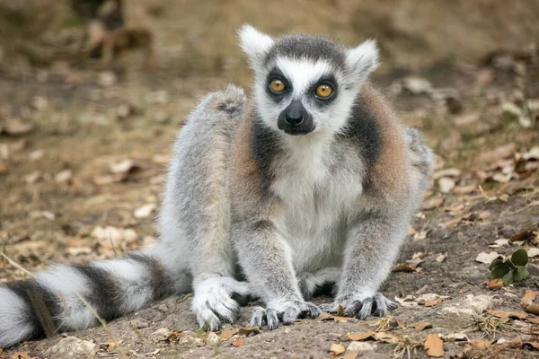 Makis Cattas Lemury Zbliżenie — Zdjęcie stockowe