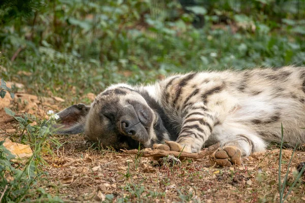 Detailní Pruhovaná Hyena Ležící Zemi — Stock fotografie