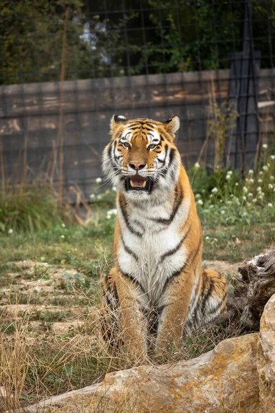 Gros Plan Tigre Dans Son Enceinte — Photo