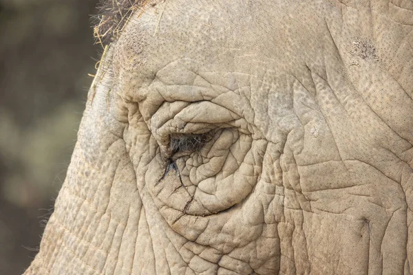 close up of an elephant\'s eye