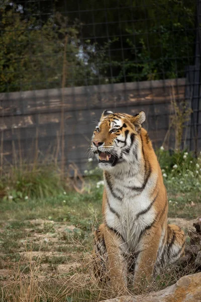 Primer Plano Tigre Recinto — Foto de Stock