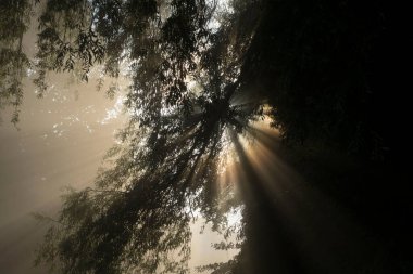 Bitkiler için yaşam gücü olarak ışık, doğada fotosentez.