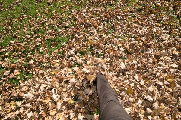 秋天的树叶 秋天的树叶和树叶的颜色 — 图库照片