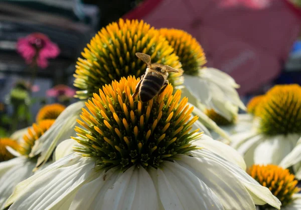Pszczoła Siedząca Kwiecie Kwiatu Zapylanie Kwiatów Przez Latające Zwierzę — Zdjęcie stockowe